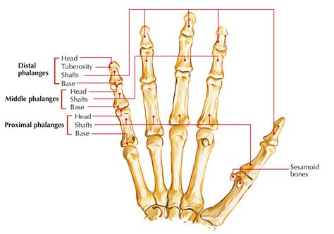 what are digits in anatomy|Phalanges (Finger Bones) .